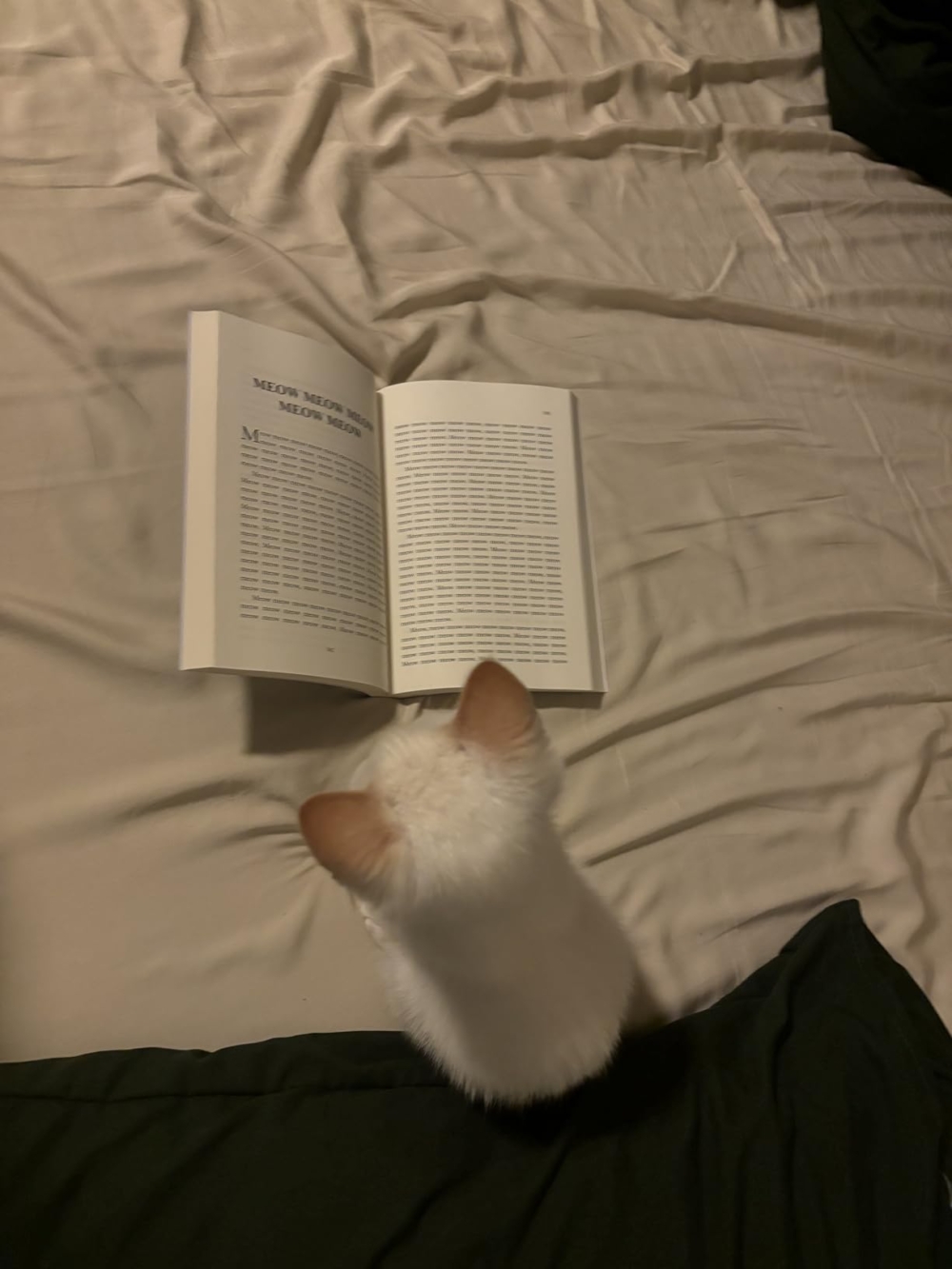 喵：貓貓我啊～也是識字的！