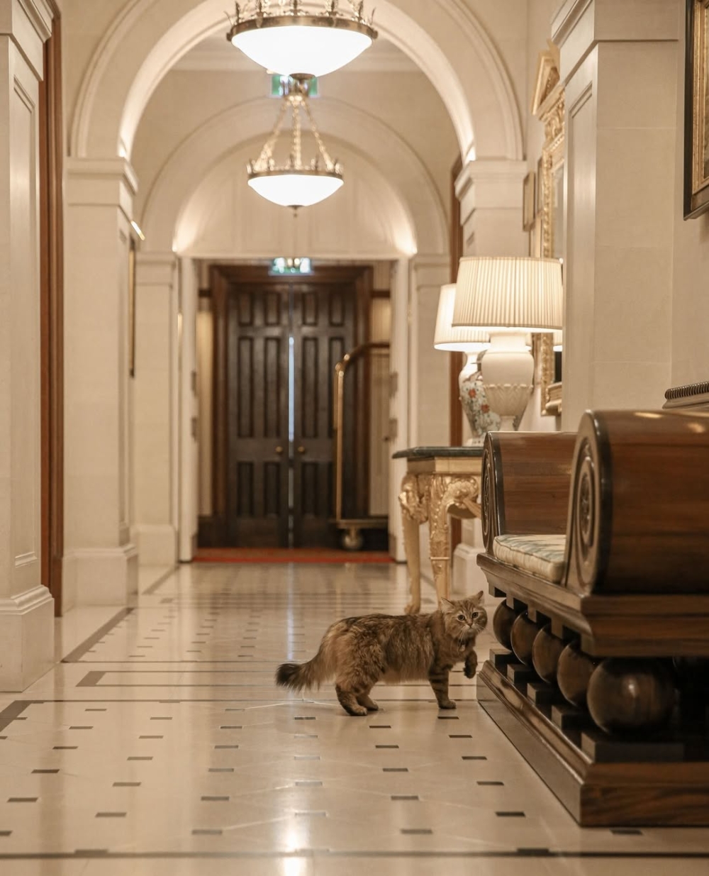 牠從2019年起便開始在這裡安家。