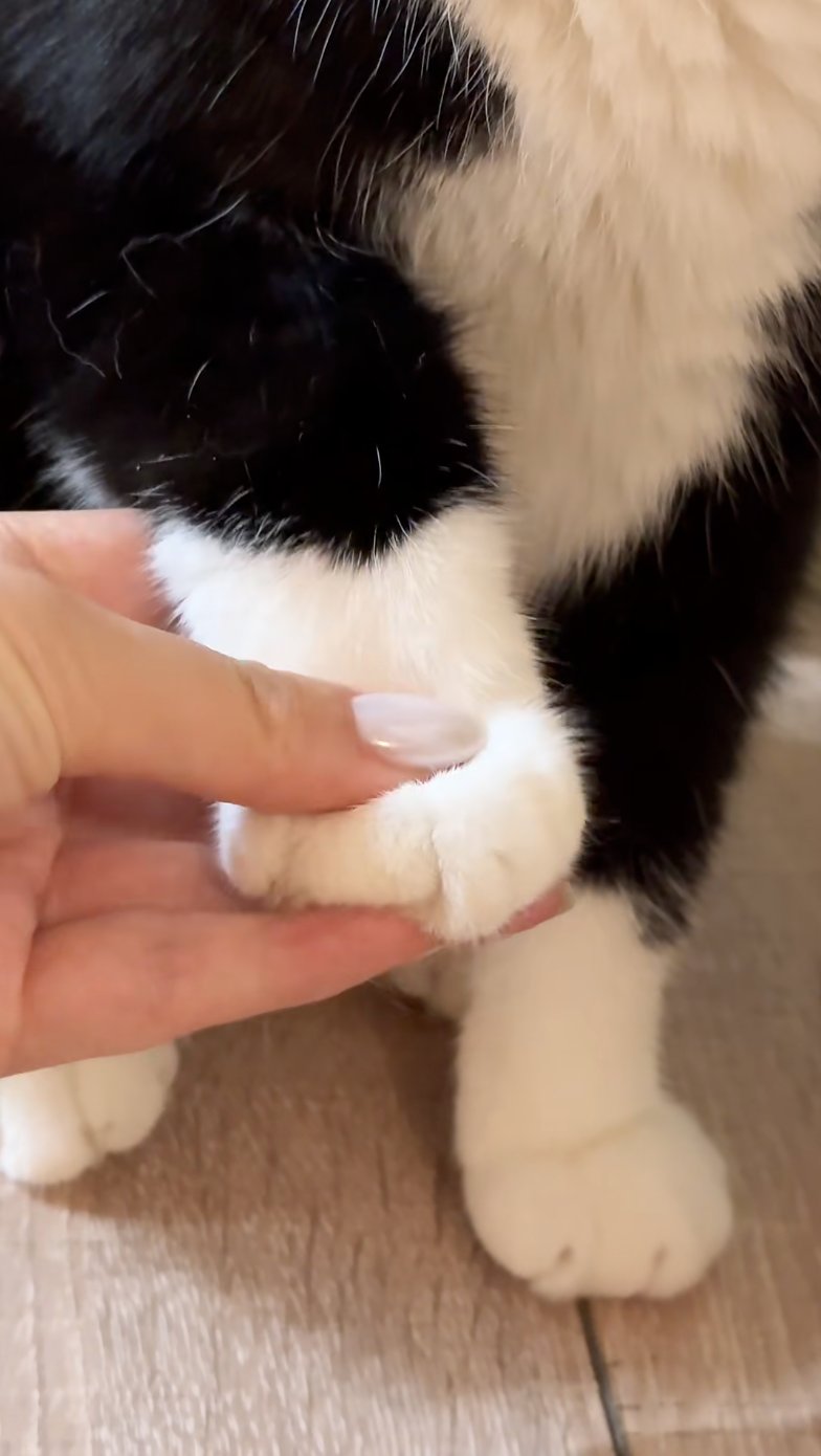 任人摸的貓咪最可愛了！