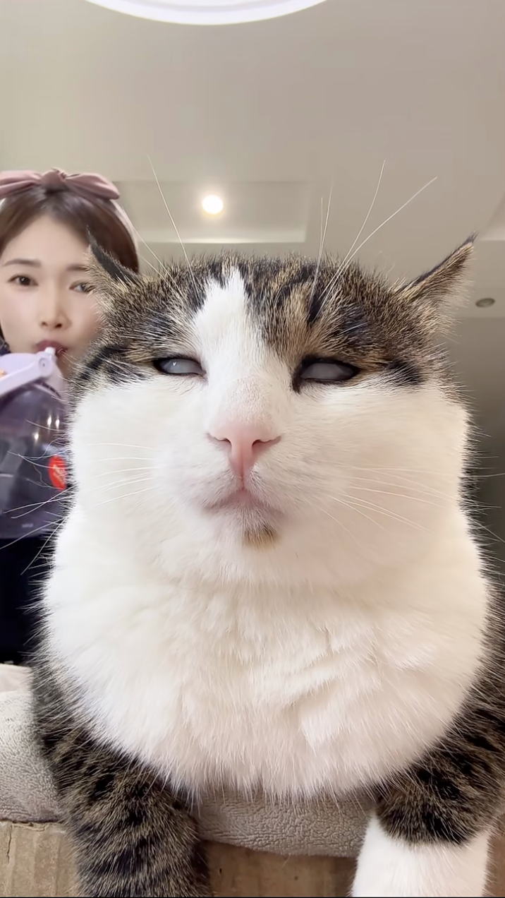 喵:朕不想上班。