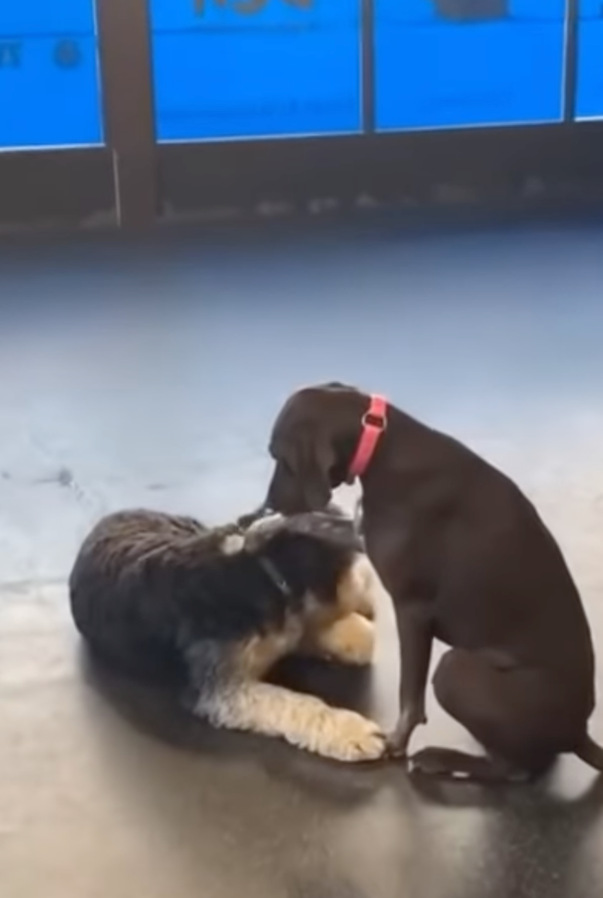 Ruby簡直就是就是「E狗」~