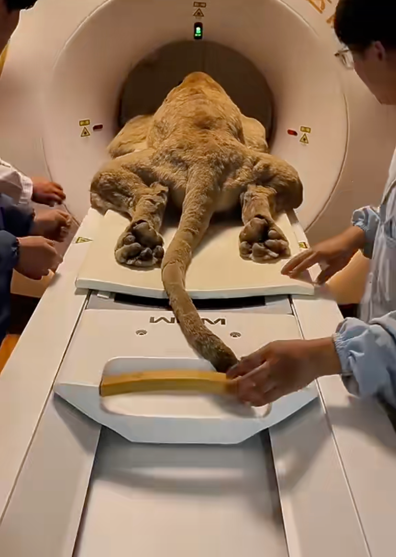 為了獲得清晰、精準的影像，所有動物在CT掃描時都必須絕對靜止，所以牠們都是在全身麻醉或深度鎮靜的狀態下進行檢查的。