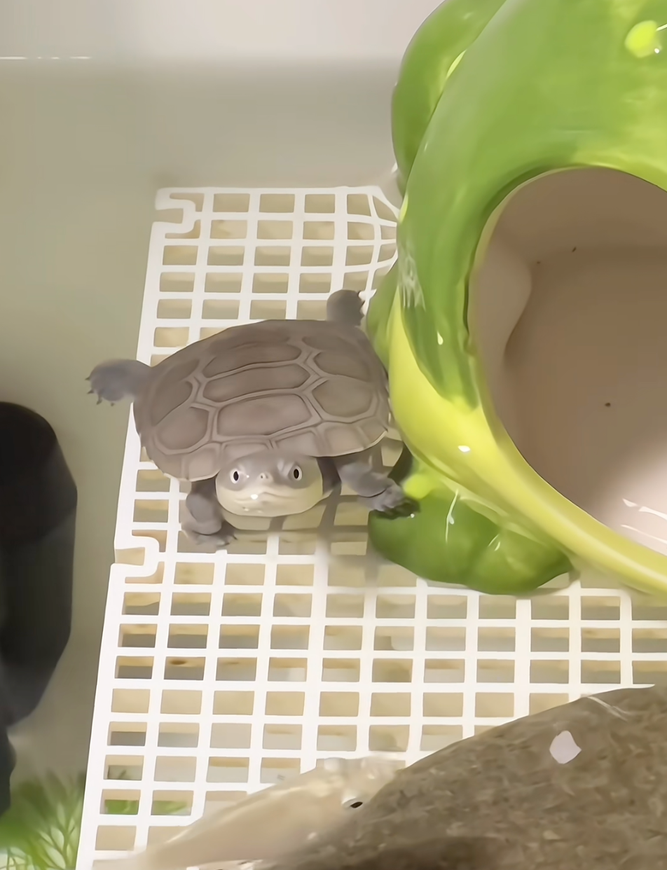 烏龜打哈欠後就這樣睜著眼睛看主人。