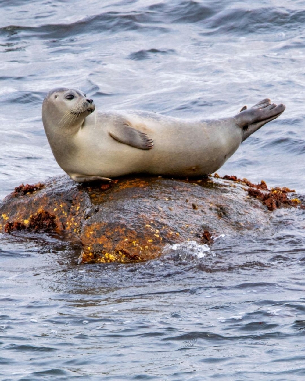 北極升溫四倍　海豹面臨生存危機 
