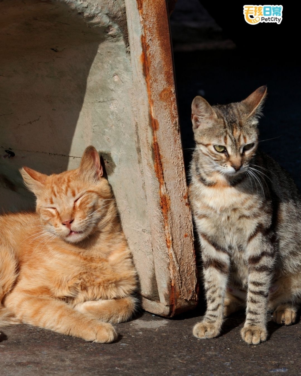 全島流浪貓數量據估已超過一百萬隻