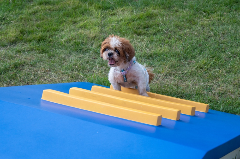 在西九寵物俱樂部，狗狗們可以自由自在地在草坪上奔跑，亦有迷你隧道、爬梯等，讓牠們盡情探索和放電，彷彿回到年輕的時候。