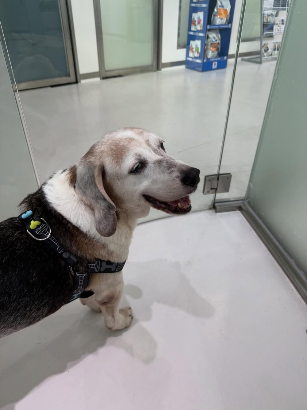 14歲的比高犬「細佬」，終於等到屬於牠的家。