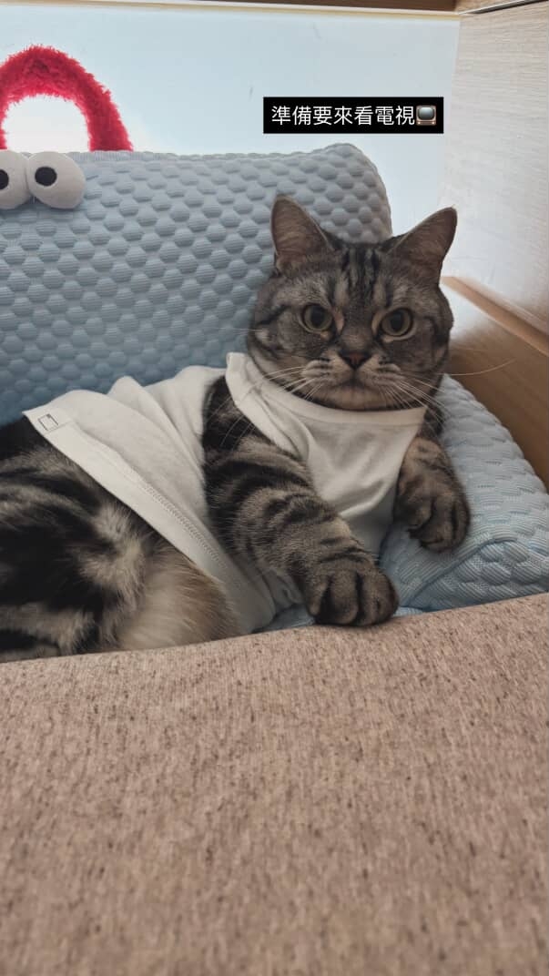 喵：我性感嗎？