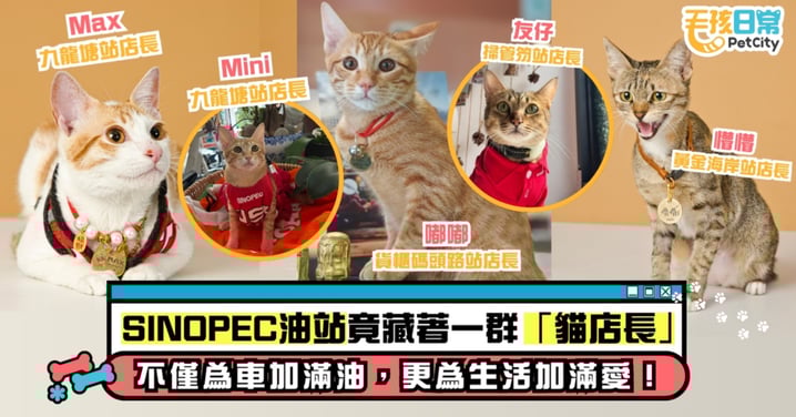 誰說油站只有汽油味？SINOPEC竟藏著一群「貓店長」，為繁忙生活加滿愛！