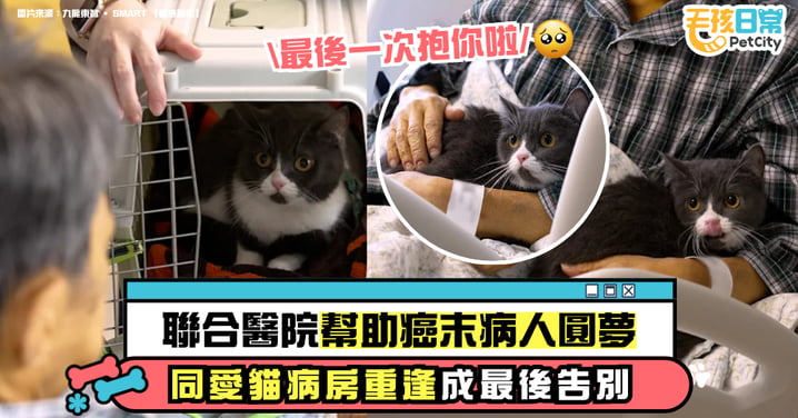 聯合醫院協助癌末病人圓夢　與愛貓病房重逢成最後告別