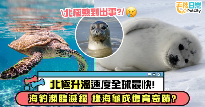 北極海豹拉警報!全球半數鳥類數量下滑 綠海龜卻成功「逆轉命運」