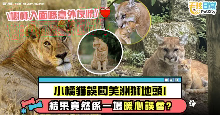 小橘貓亂入美洲獅地盤!結果不是慘劇,而是一場溫馨誤會!