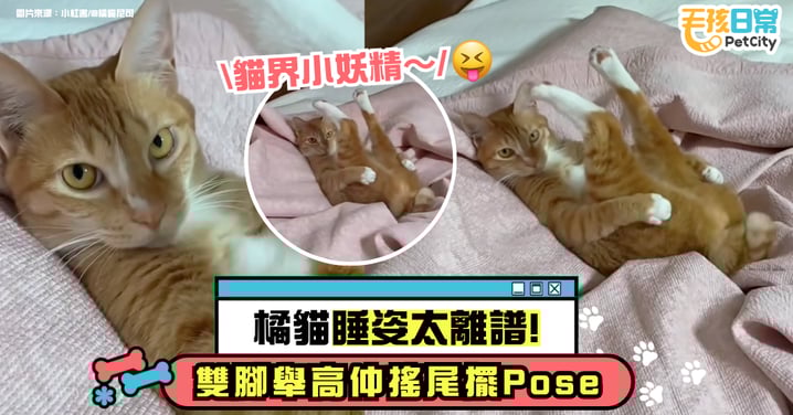 橘貓睡姿太離譜!四腳朝天還抱腿 網笑翻:這睡法太騷了~【有片】