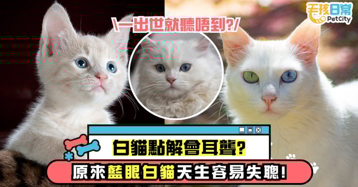 白貓為什麼耳聾？藍眼白貓天生易失聰 這一切原來都是有科學根據的！