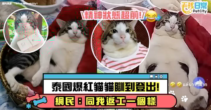泰國爆紅貓咪睡到登出!胖貓翻白眼坐姿像人類 網笑翻:像我上班的樣子