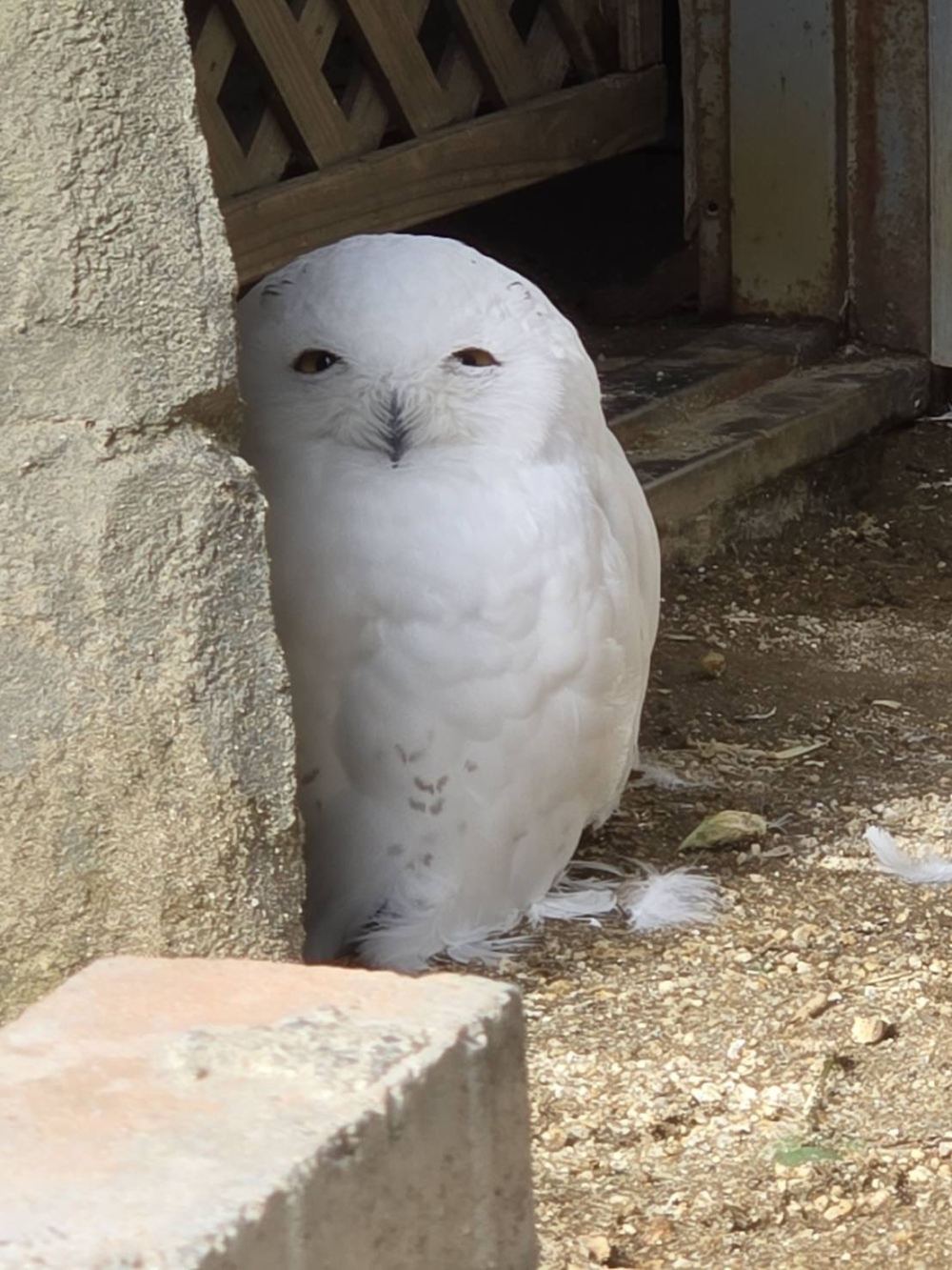 雪鴞「洛克」神秘微笑爆紅　躲角落偷看飼育員萌翻日本網友