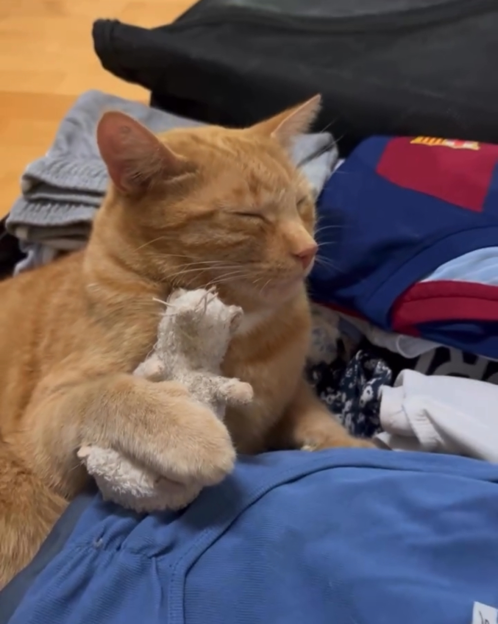 喵：哎呀帶上人家嘛～