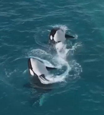 直到無人機的聲音傳來，Wikie 緩緩轉動身體，Keijo 也跟著游動起來——那一刻，牠們竟做出幾個熟悉的翻身與拍尾動作，那些曾在掌聲中出現的「表演動作」。