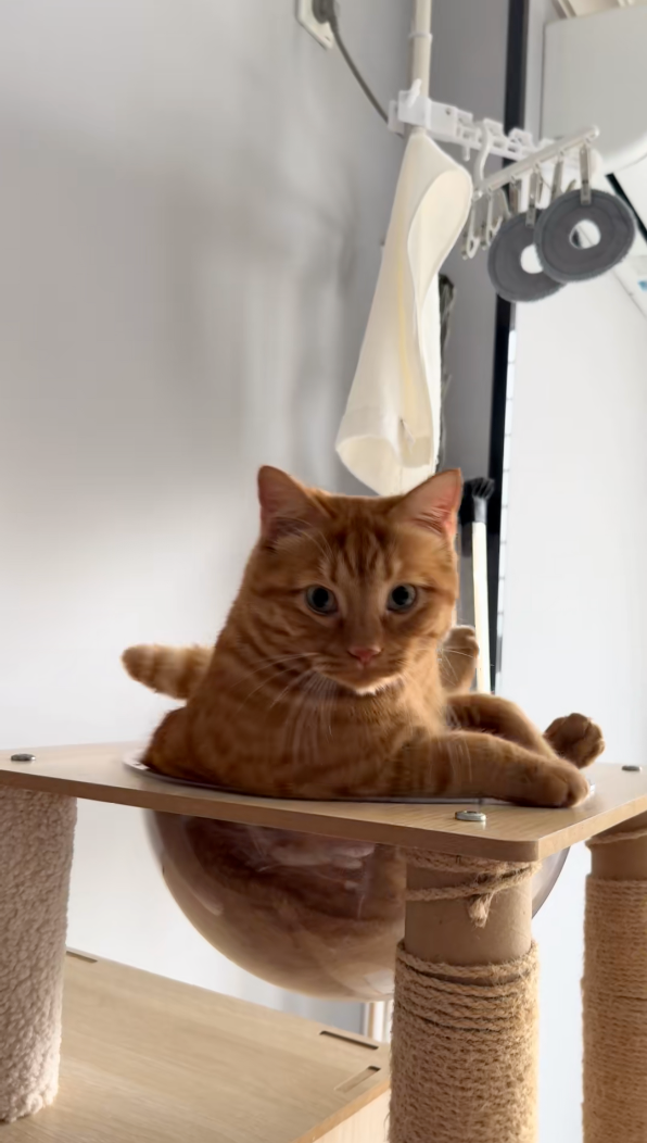 喵：你笑什麼！