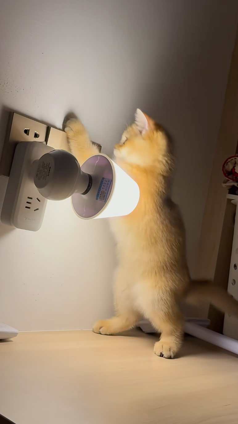 貓咪半夜不上床睡覺 竟在書桌加班拍蚊子 網笑翻：還不是為了讓你睡個好覺