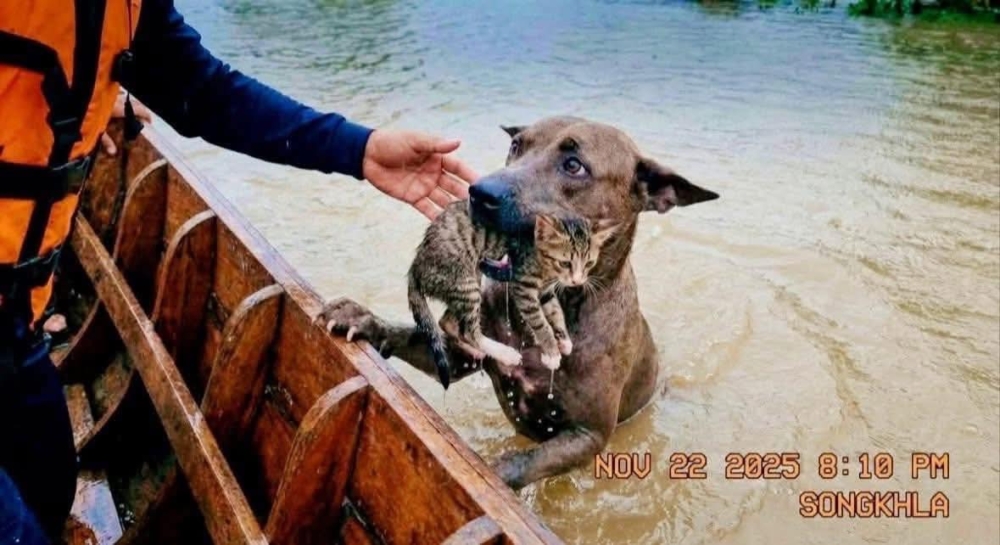 儘管原發者已清楚標明影像為 AI 生成，但依然引起不少討論。