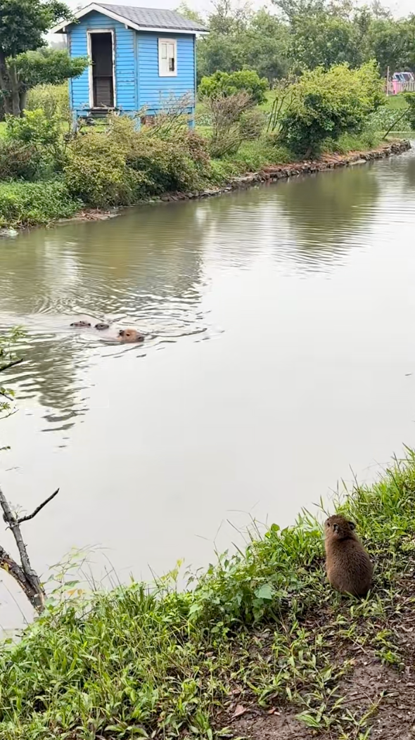 水豚媽媽開「游泳列車」漏接乘客！小BB崩潰原地抽蓄超可愛