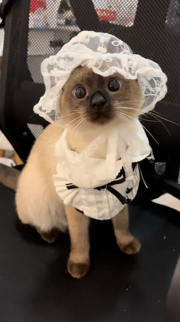 暹羅貓戴上小帽乖巧打扮 看起來像個小煤炭 網友：牠為什麼總是「黑」著個臉？