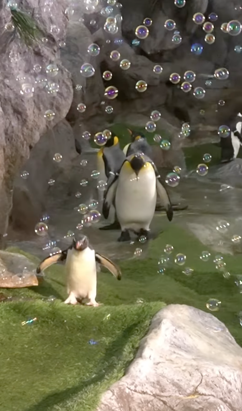 萌翻天！美國動物園小企鵝追泡泡玩瘋了　開心模樣融化全場❤️