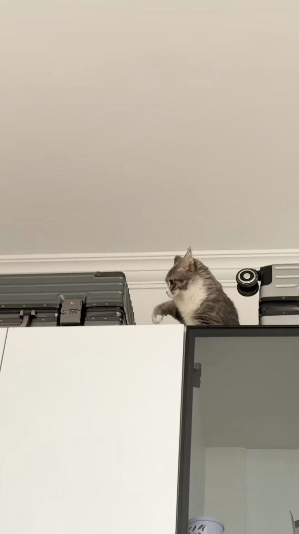 貓咪：快點從實招來！