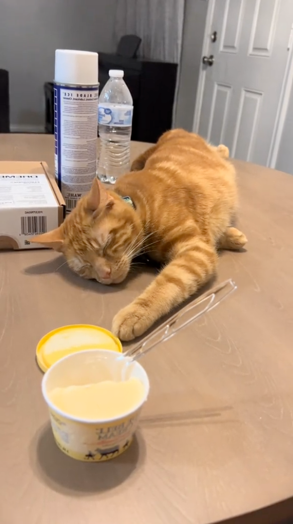 橘貓神偷出沒！伸爪偷拉冰淇淋蓋　「慢動作偷舔」全被主人拍下