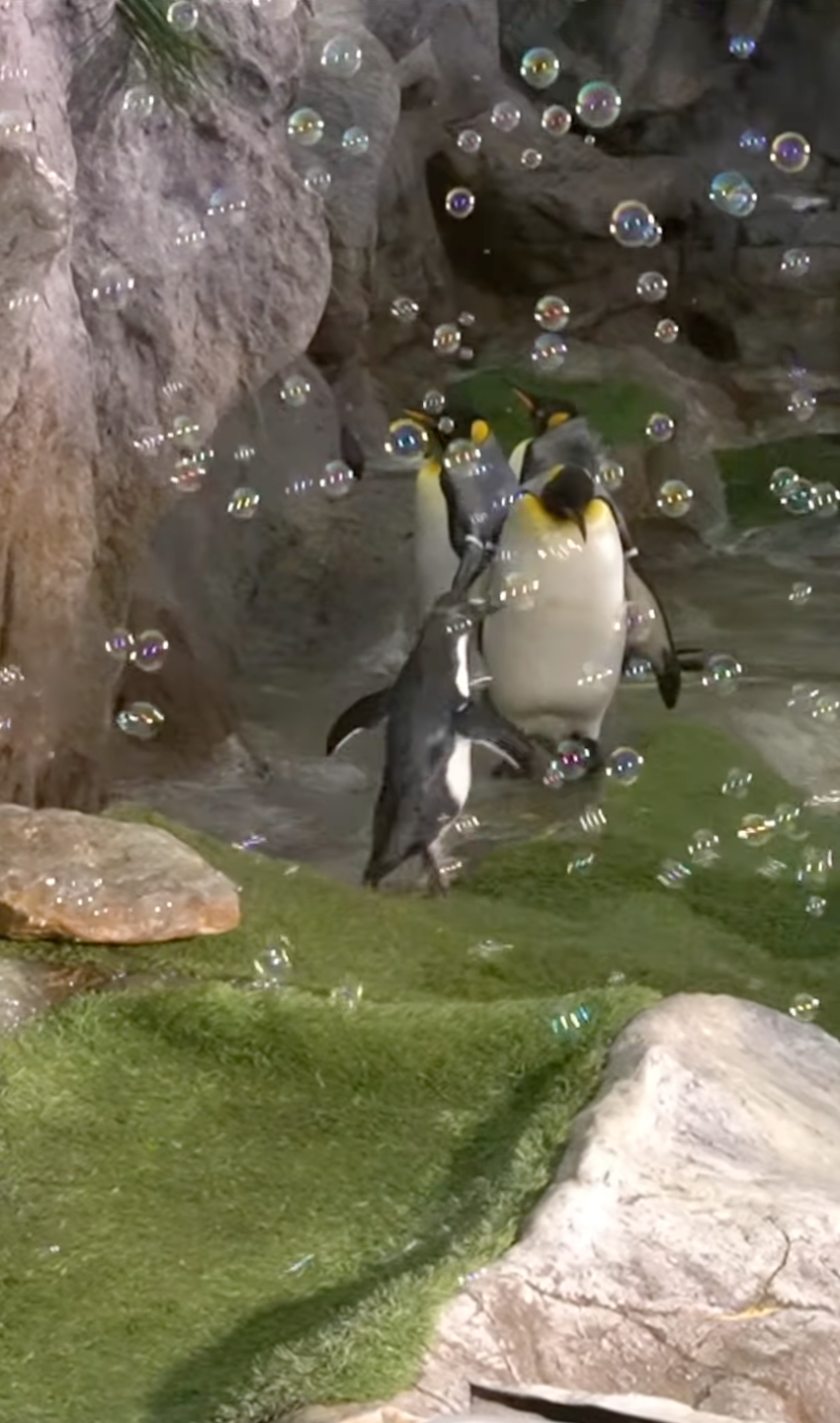 Bumi 一看到泡泡就興奮到不行。