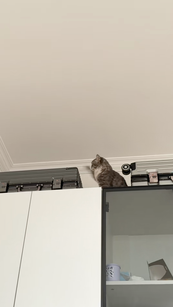 樓上電鑽聲引爆誤會　貓咪疑聲源來自行李箱　跳上衣櫥瘋狂拍打驚險又搞笑