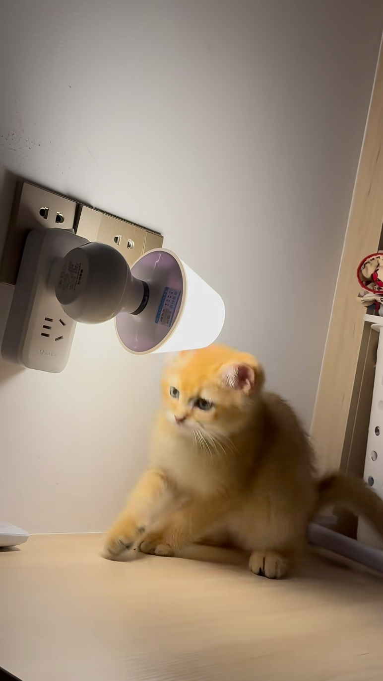 貓咪半夜不上床睡覺 竟在書桌加班拍蚊子 網笑翻：還不是為了讓你睡個好覺