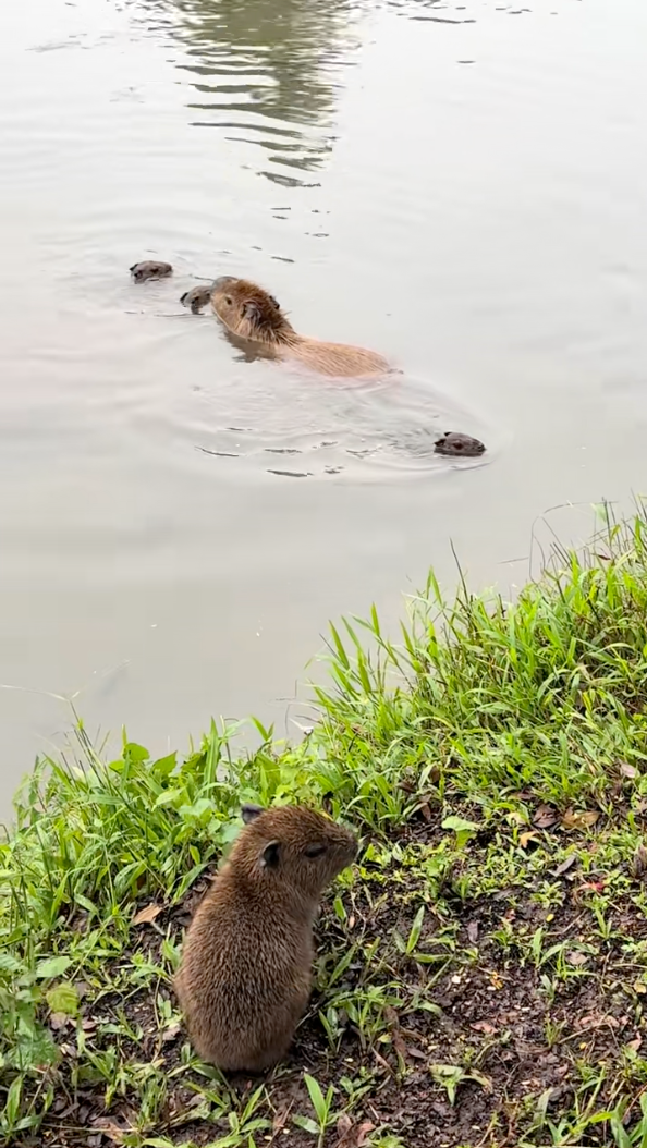 水豚媽媽回來後發現小BB還在鬧脾氣，於是又轉身帶著其他孩子繼續游走。
