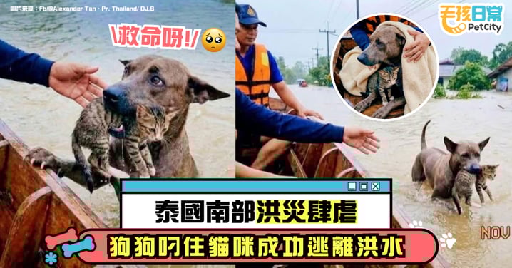 泰南洪災傳出暖心一幕　狗狗叼貓咪衝向救援船引熱議