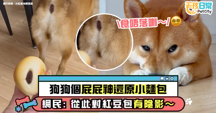 主人驚見狗屁屁完美複製小麵包!網友笑稱:從此不敢直視紅豆包了~