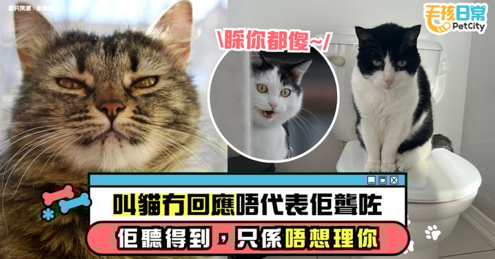 叫貓沒反應是因為牠聽得到，只是不想理你 | 研究揭示貓咪聽力真相