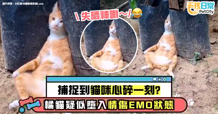 拍到貓咪心碎瞬間?橘貓疑陷入情傷EMO狀態 網友:多情自古空遺恨【有片】