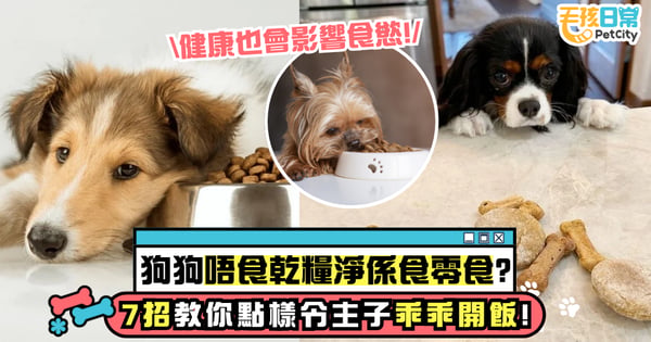 狗狗只吃零食不吃飼料怎麼辦？搞懂挑食原因、健康影響、解決方法 7招讓牠乖乖吃飯！