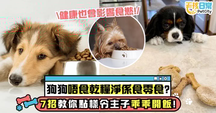 狗狗只吃零食不吃飼料怎麼辦?搞懂挑食原因、健康影響、解決方法 7招讓牠乖乖吃飯!