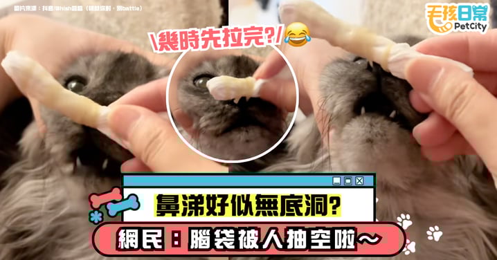 鼻涕拉不完？紙巾狂卷「貓咪靈魂」！網友崩潰：這腦袋真的要被抽乾了【有片】
