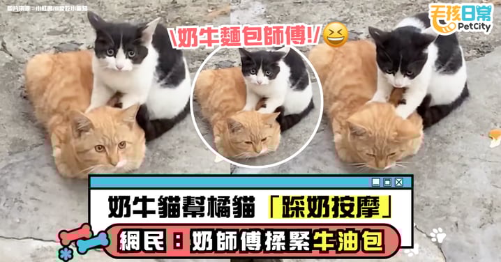 路邊兩隻浪浪萌翻網！奶牛貓幫橘貓「踩奶按摩」　網友：奶師傅在揉黃油麵糰【有片】