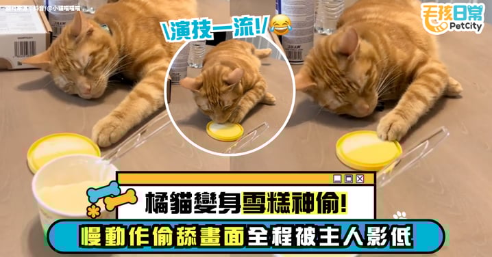 橘貓神偷出沒！伸爪偷拉冰淇淋蓋　「慢動作偷舔」全被主人拍下【有片】