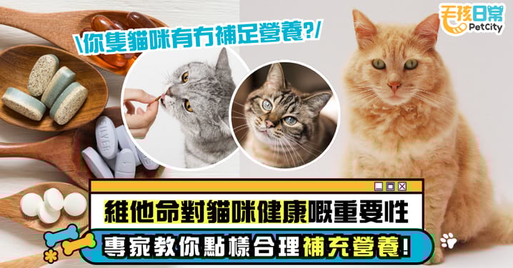 維他命對貓咪健康的重要性:專家教你如何合理補充維生素 預防常見健康問題!