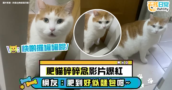 胖貓邊喵邊抱怨萌翻網 圓滾滾臉蛋被笑像「黃油麵包車」：太肥美了