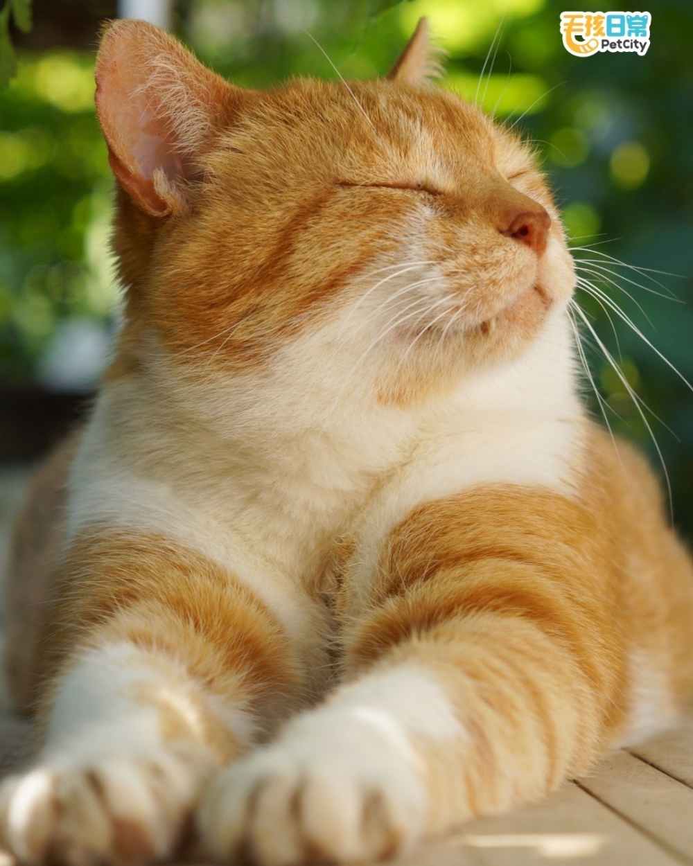 原來不是聾了，只是不想理你。