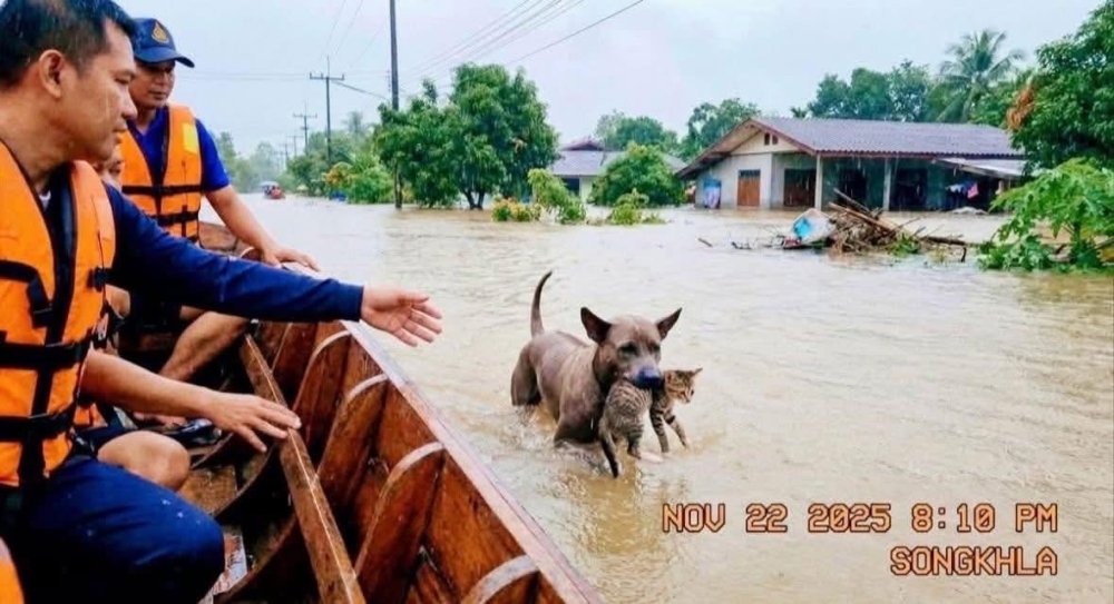 泰南洪災傳出暖心一幕　狗狗叼貓咪衝向救援船引熱議