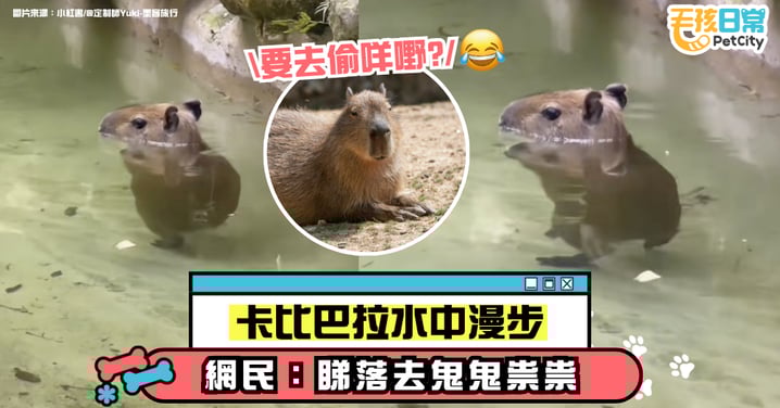 卡皮巴拉水中漫步　折射出「矮胖」身影萌翻眾：看起來鬼鬼祟祟的【有片】