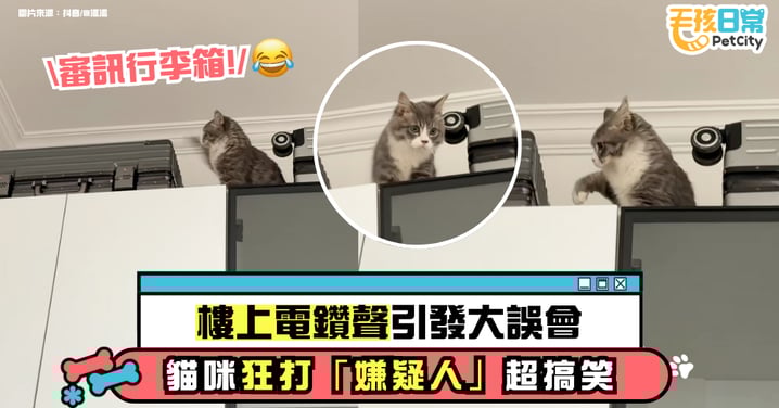 樓上電鑽聲引爆誤會　貓咪疑聲源來自行李箱　跳上衣櫥瘋狂拍打驚險又搞笑