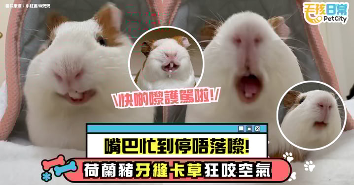 嘴巴忙到停不下來!荷蘭豬牙縫裡卡草 咀嚼空氣模樣太可愛【有片】